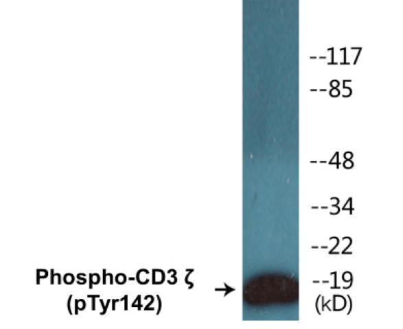 CD3 zeta (Phospho-Tyr142)Colorimetric Cell-Based ELISA Kit (CBCAB01288)