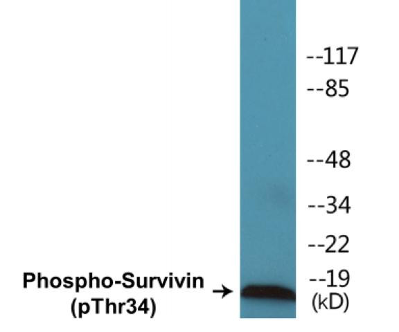 Survivin (Phospho-Thr34)Colorimetric Cell-Based ELISA Kit (CBCAB01321)
