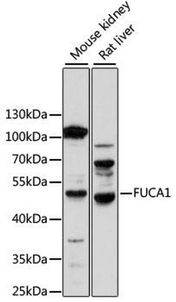 Anti-FUCA1 Antibody (CAB14533)