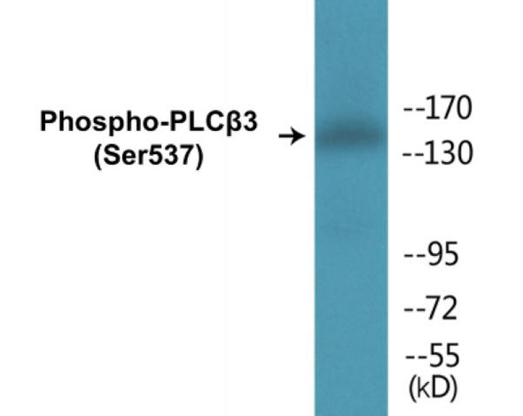 PLCbeta3 (Phospho-Ser537)Colorimetric Cell-Based ELISA Kit (CBCAB01359)