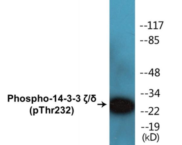 14-3-3 zeta/delta (Phospho-Thr232)Colorimetric Cell-Based ELISA Kit (CBCAB01362)