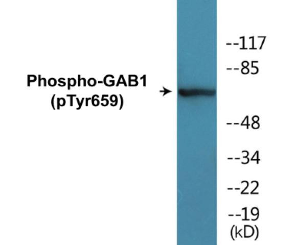 Phospho-GAB1 (Tyr659)Colorimetric Cell-Based ELISA Kit (CBCAB01371)