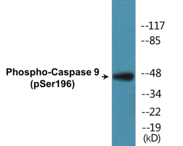 Caspase 9 (Phospho-Ser196)Colorimetric Cell-Based ELISA Kit (CBCAB01398)