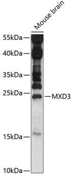 Anti-MXD3 Antibody (CAB14631)