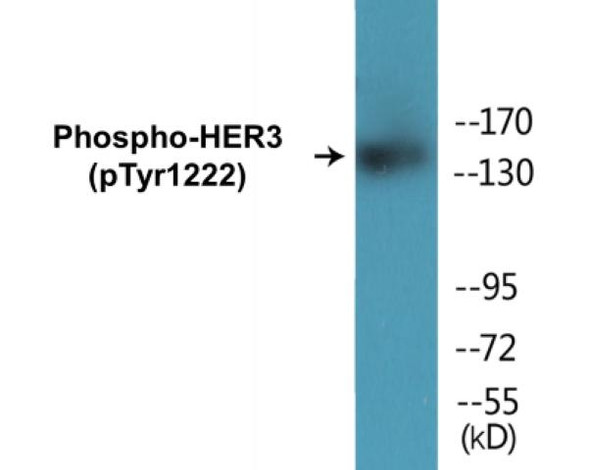 HER3 (Phospho-Tyr1222)Colorimetric Cell-Based ELISA Kit (CBCAB01429)
