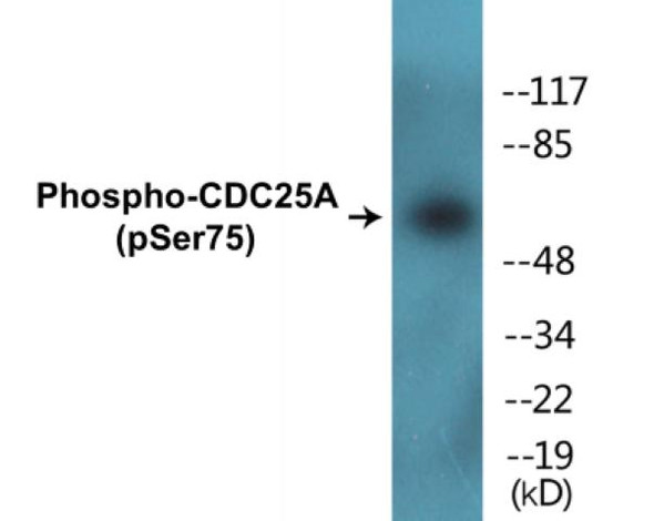 CDC25A (Phospho-Ser75)Colorimetric Cell-Based ELISA Kit (CBCAB01505)