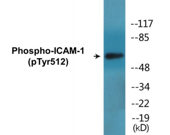 ICAM-1 (Phospho-Tyr512)Colorimetric Cell-Based ELISA Kit (CBCAB01547)