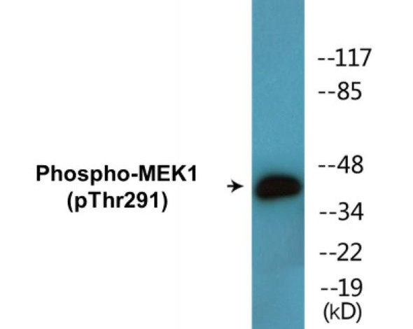 MEK1 (Phospho-Thr291)Colorimetric Cell-Based ELISA Kit (CBCAB01567)