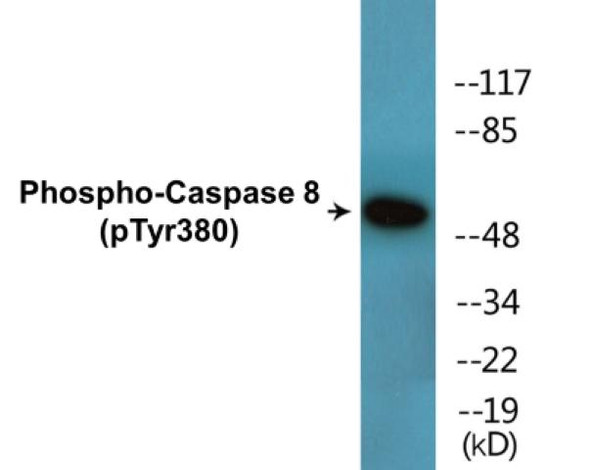 Caspase 8 (Phospho-Tyr380)Colorimetric Cell-Based ELISA Kit (CBCAB01622)