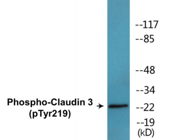 Claudin 3 (Phospho-Tyr219)Colorimetric Cell-Based ELISA Kit (CBCAB01674)
