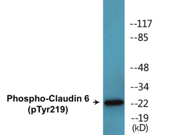 Claudin 6 (Phospho-Tyr219)Colorimetric Cell-Based ELISA Kit (CBCAB01675)