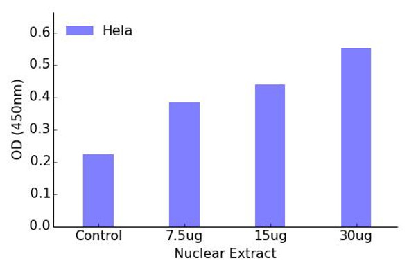 AML1 (Phospho-Ser435)Transcription Factor Activity Assay (TFAB00002)