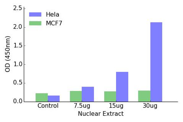 Androgen Receptor (Phospho-Tyr363)Transcription Factor Activity Assay (TFAB00013)