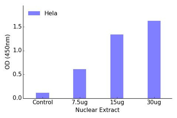 FKHRL1 (Phospho-Ser253)Transcription Factor Activity Assay (TFAB00028)