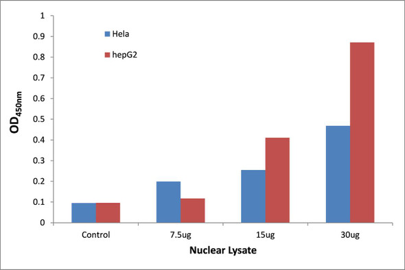 NF-kappaB p65 (Phospho-Ser529)Transcription Factor Activity Assay (TFAB00042)