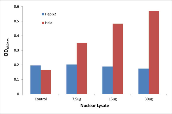 NF-kappaB p65 (Phospho-Ser468)Transcription Factor Activity Assay (TFAB00044)