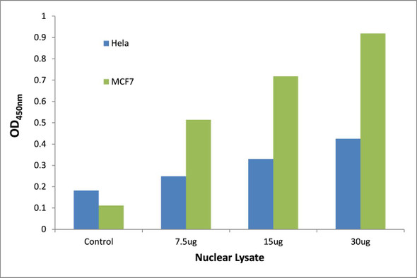 p53 (Phospho-Ser392)Transcription Factor Activity Assay (TFAB00045)