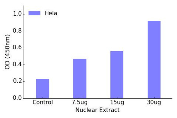 MEF2A (Phospho-Ser408)Transcription Factor Activity Assay (TFAB00051)