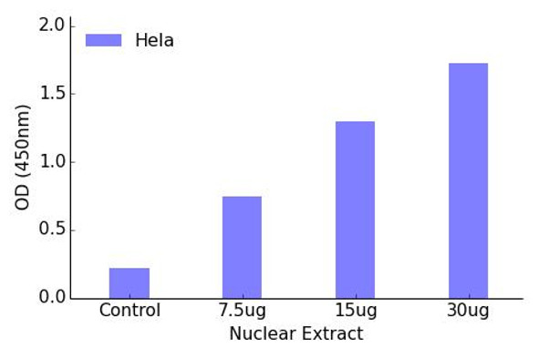 MEF2C (Phospho-Ser396)Transcription Factor Activity Assay (TFAB00054)