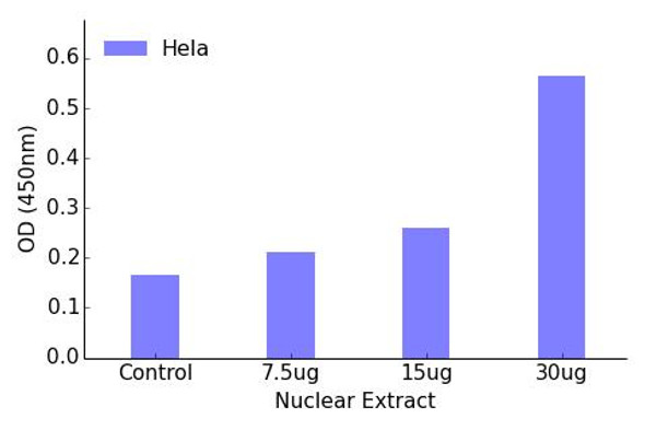 MEF2D (Phospho-Ser444)Transcription Factor Activity Assay (TFAB00055)