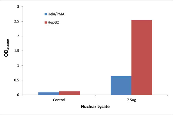 STAT1 (Phospho-Ser727)Transcription Factor Activity Assay (TFAB00056)