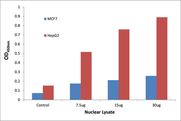 p53 (Phospho-Thr18)Transcription Factor Activity Assay (TFAB00069)