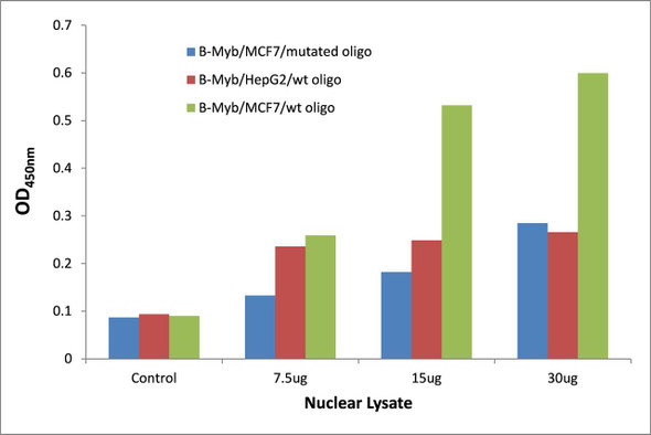 B-Myb Transcription Factor Activity Assay (TFAB00072)