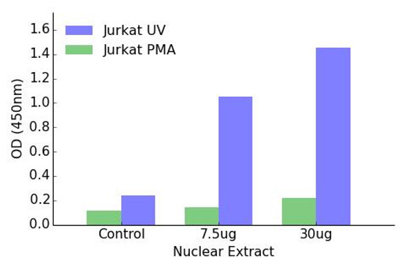 JunB Transcription Factor Activity Assay (TFAB00079)
