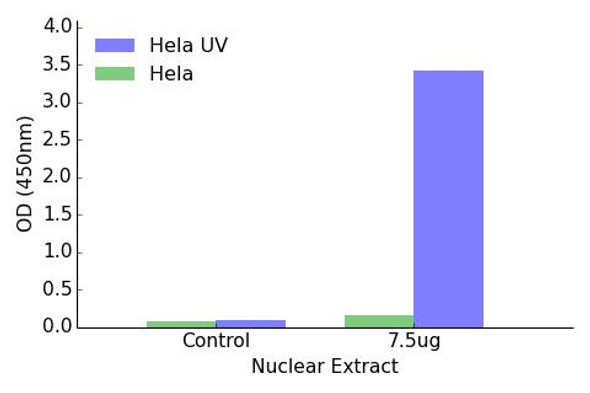 ATF2 Transcription Factor Activity Assay (TFAB00083)