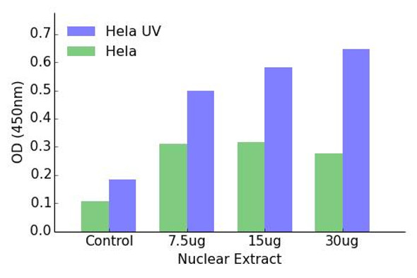 ATF7 Transcription Factor Activity Assay (TFAB00086)