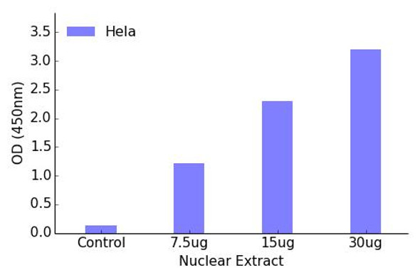 FOXO1 Transcription Factor Activity Assay (TFAB00105)