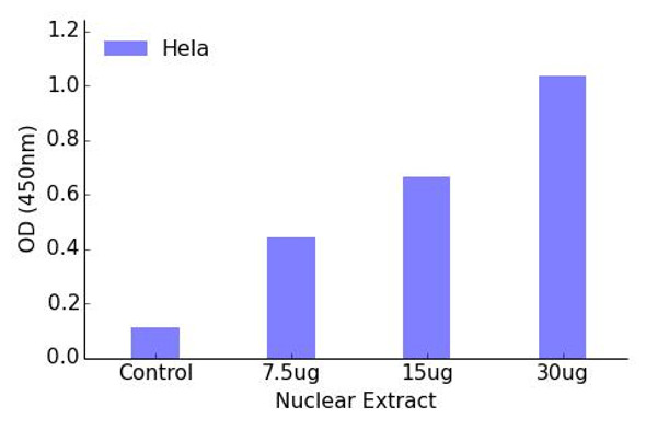 FKHRL1 Transcription Factor Activity Assay (TFAB00106)