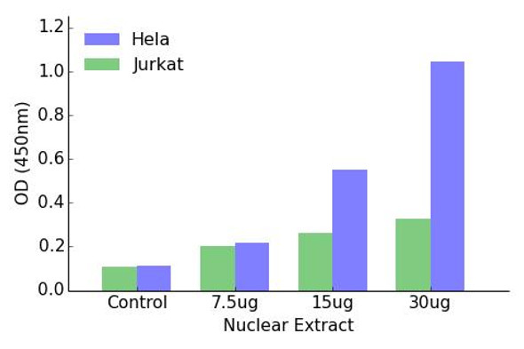 RFX3 Transcription Factor Activity Assay (TFAB00157)