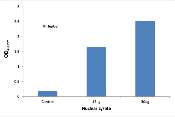 HNF4alpha/gamma Transcription Factor Activity Assay (TFAB00182)