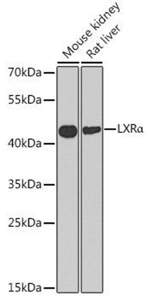 Anti-LXRAlpha Antibody (CAB2141)