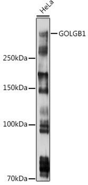 Anti-GOLGB1 Antibody (CAB20456)