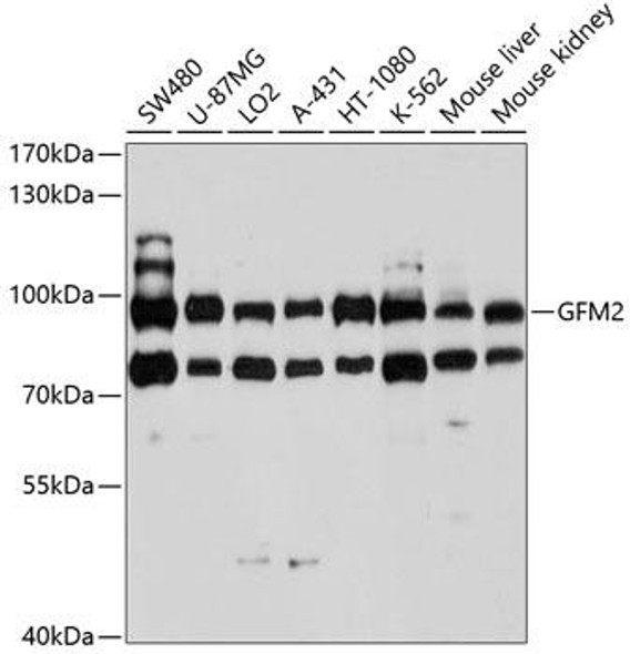 Anti-GFM2 Antibody (CAB10158)