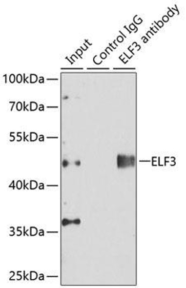 Anti-ELF3 Antibody (CAB13489)
