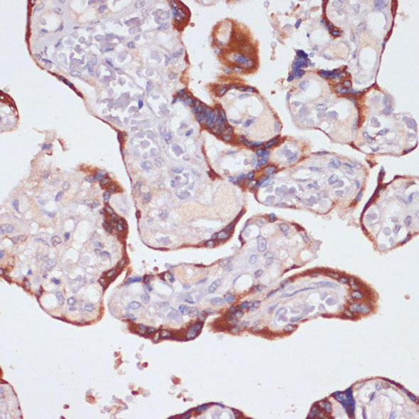 Anti-NFAT2 Antibody (CAB1539)