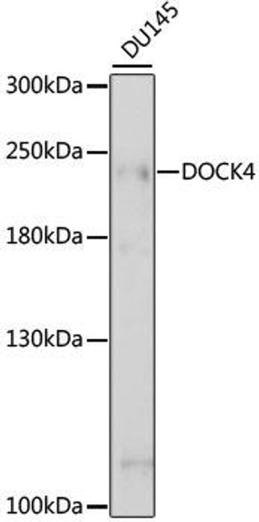 Anti-DOCK4 Antibody (CAB15764)