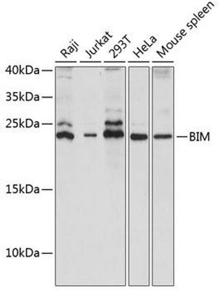 Anti-BIM Antibody (CAB15771)