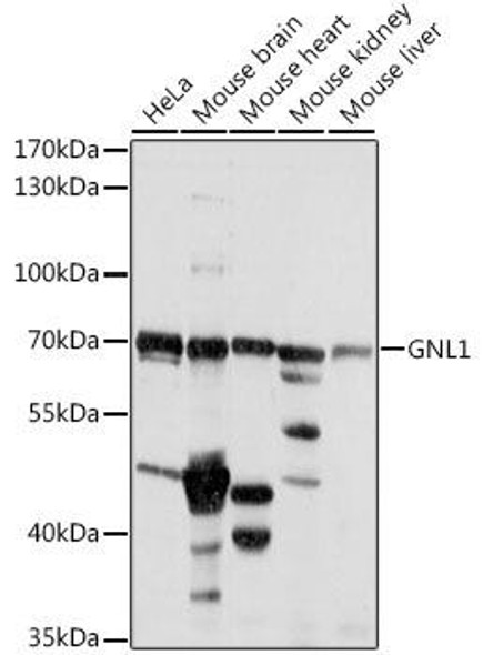 Anti-GNL1 Antibody (CAB16047)