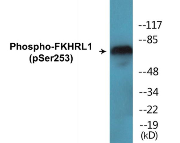 FKHRL1 (Phospho-Ser253)Fluorometric Cell-Based ELISA Kit (FBCAB00068)
