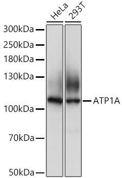ATP1A Rabbit Polyclonal Antibody (CAB0643)