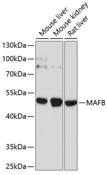 MAFB Rabbit Polyclonal Antibody (CAB10077)
