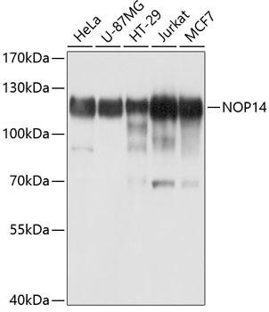 NOP14 Rabbit Polyclonal Antibody (CAB10361)