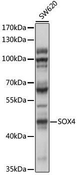 SOX4 Rabbit Polyclonal Antibody (CAB10717)