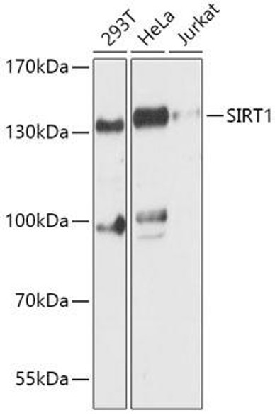 [KO Validated] SIRT1 Rabbit Polyclonal Antibody (CAB11267)