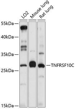 TNFRSF10C Rabbit Polyclonal Antibody (CAB1137)