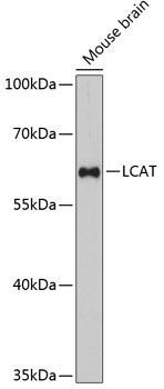 LCAT Rabbit Polyclonal Antibody (CAB11741)